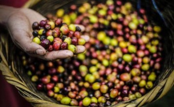 Chuvas constantes afetam cafezais em Santa Rita e região