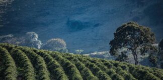 Santa Rita do Sapucaí recebe compradores internacionais de cafés especiais