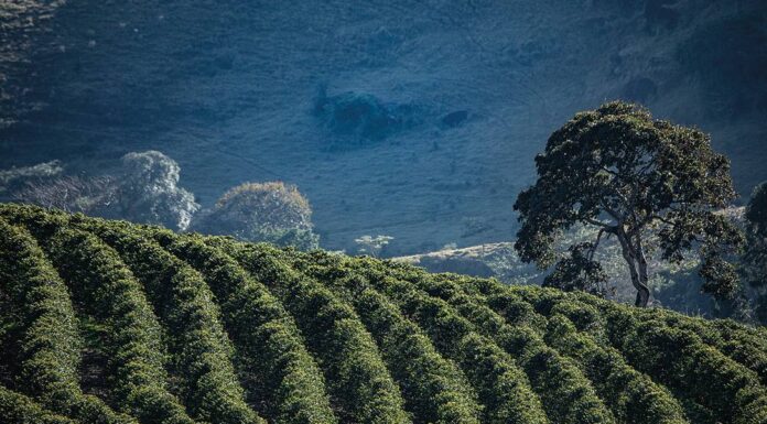 Santa Rita do Sapucaí recebe compradores internacionais de cafés especiais